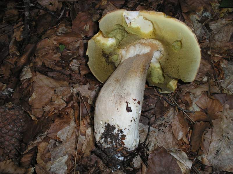 grazie allo sciopero....